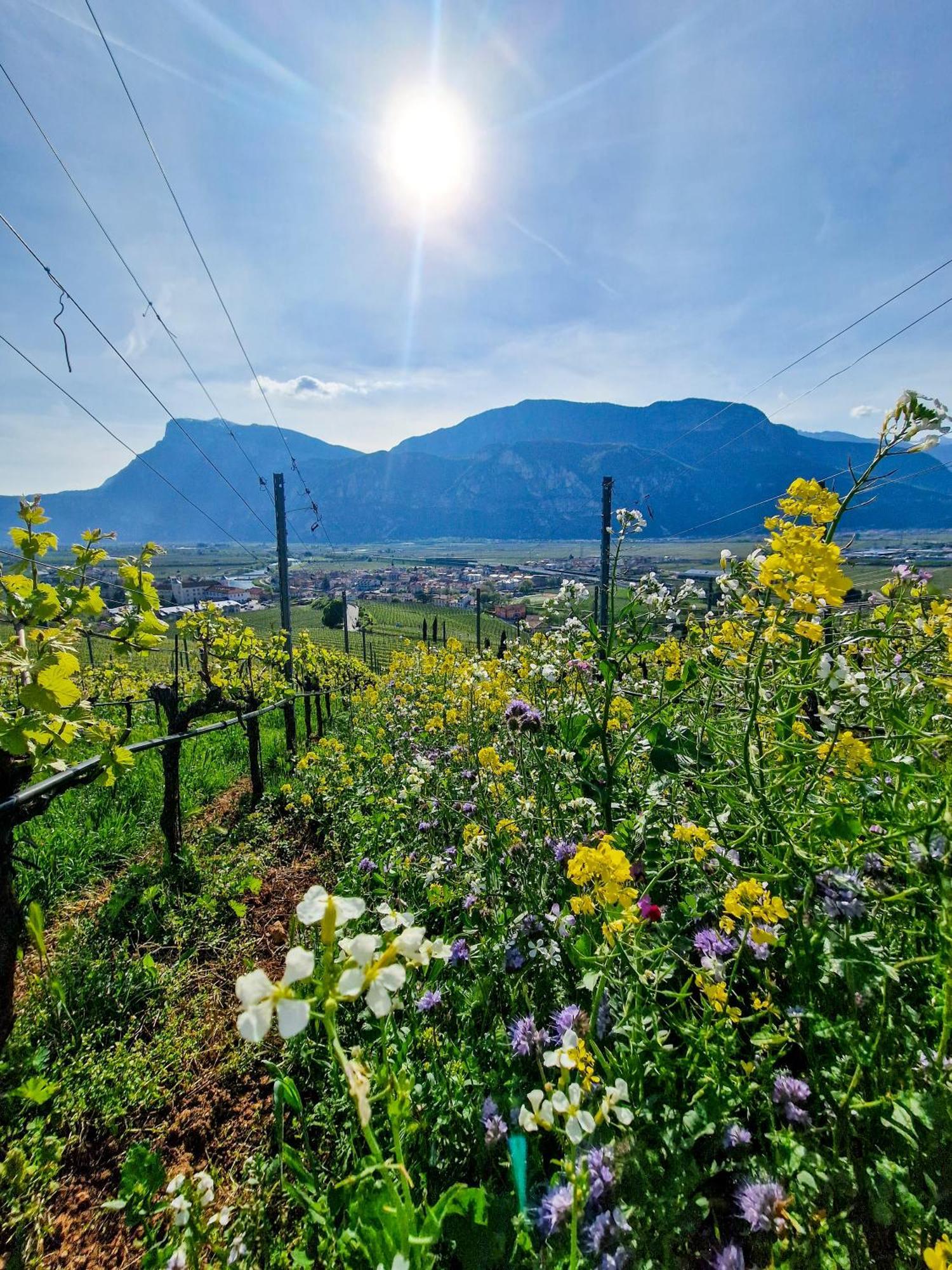 Hotel Garni La Vigna San Michele allʼAdige Esterno foto